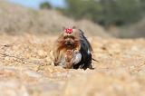 YORKSHIRE TERRIER 179